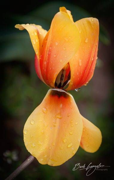 Tulips Orange  Dropped Petal Photography Art | Barb Gonzalez Photography