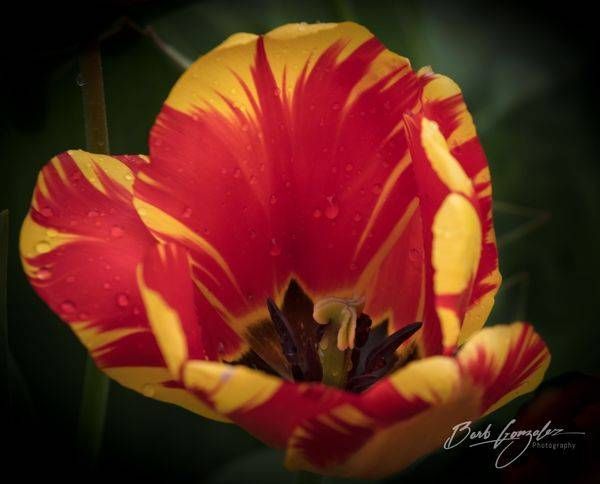 Orange With Red Single Open Tulip Photography Art | Barb Gonzalez Photography