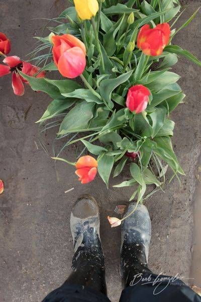 Tulips And Muddy Boots Photography Art | Barb Gonzalez Photography