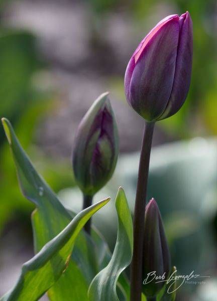 Tulips Purple Duo Photography Art | Barb Gonzalez Photography