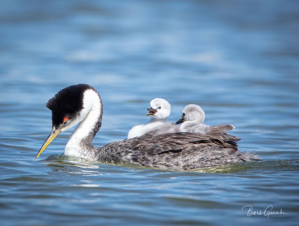 Baby Grebe chicks-Grebettes on Mom's back photo for sale by Barb Gonzalez Photography