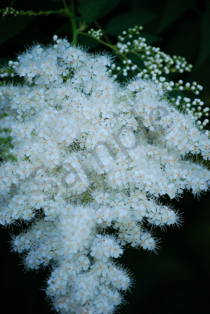 Yarrow Flowers Photography Art | Barb Gonzalez Photography