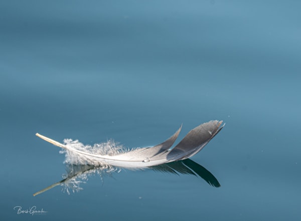 Floating Feather Photography Art | Barb Gonzalez Photography