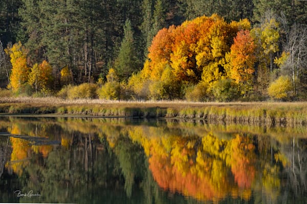 Aspen Reflected Deschutes Orange Photography Art | Barb Gonzalez Photography