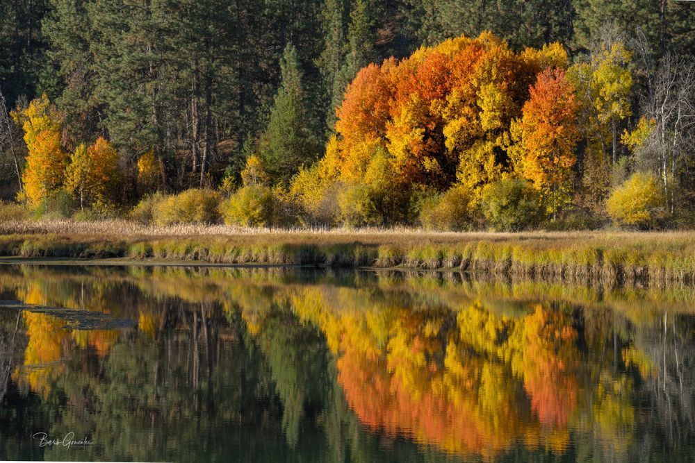 Aspen Reflected Deschutes Orange Photography Art | Barb Gonzalez Photography