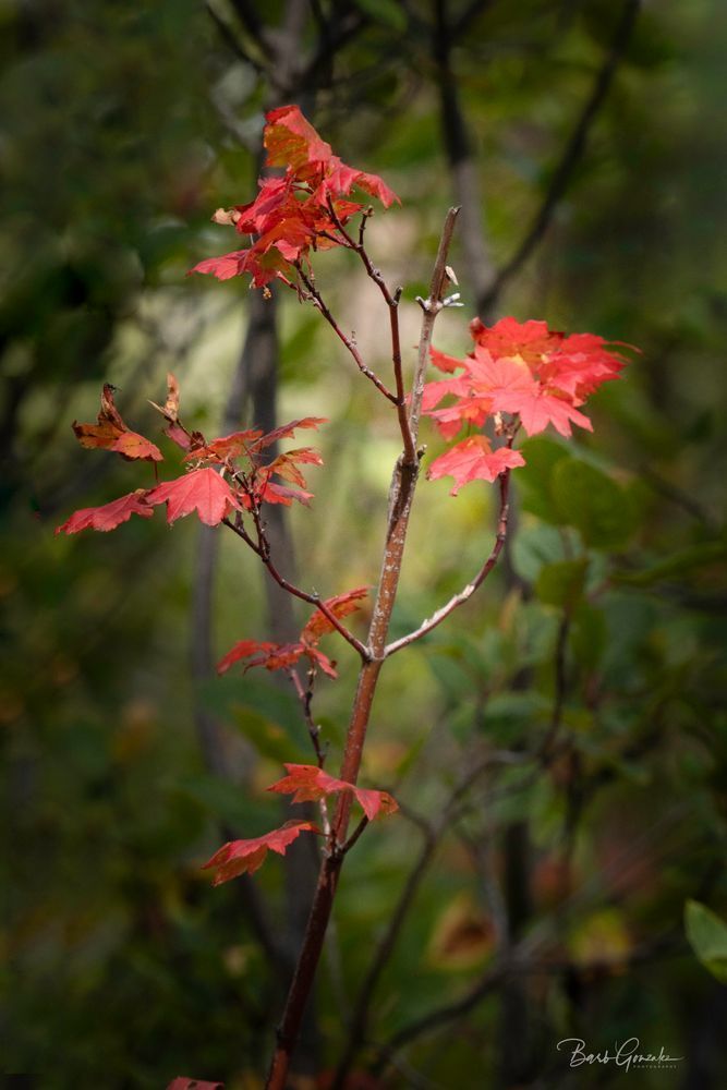Red Leaves In Light Photography Art | Barb Gonzalez Photography