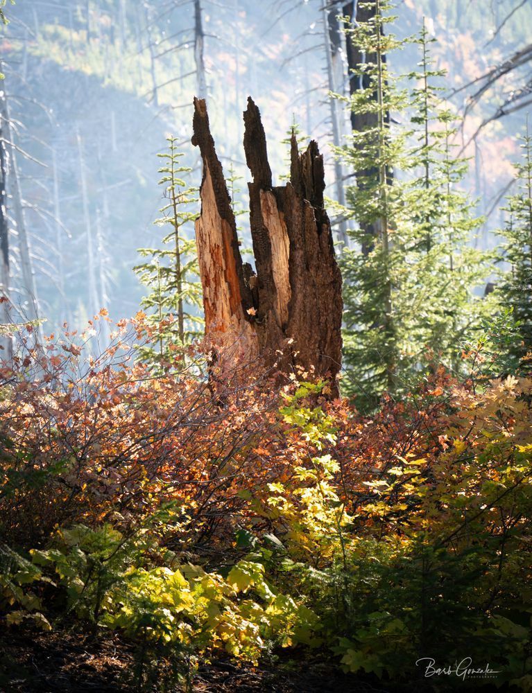 Vine Maples And Burnt Trunk Photography Art | Barb Gonzalez Photography