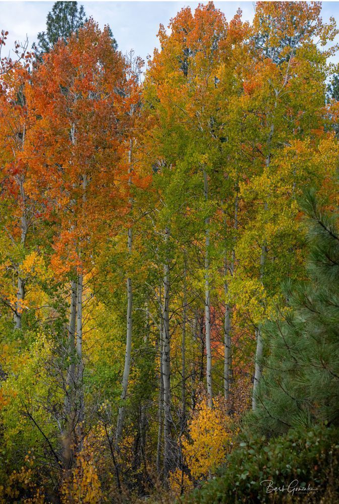 Multicolor Aspens Fall Color photo by Barb Gonzalez Photography