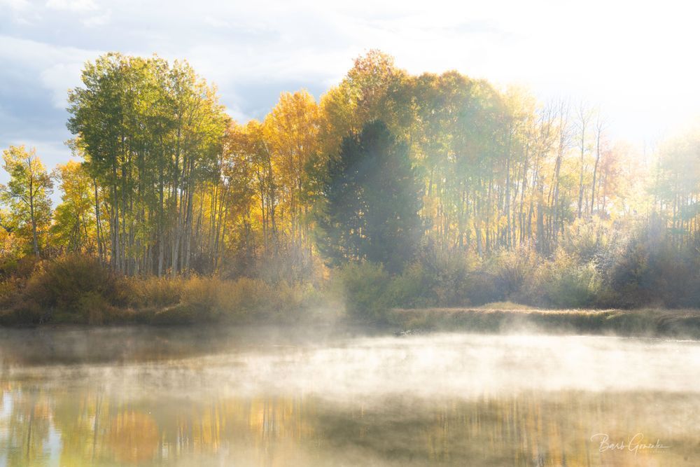 Morning Light On Aspen Photography Art | Barb Gonzalez Photography