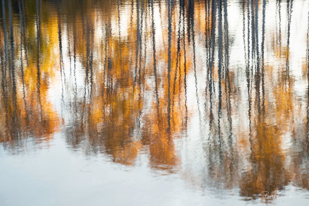 golden aspen reflection photo by Barb Gonzalez Photography