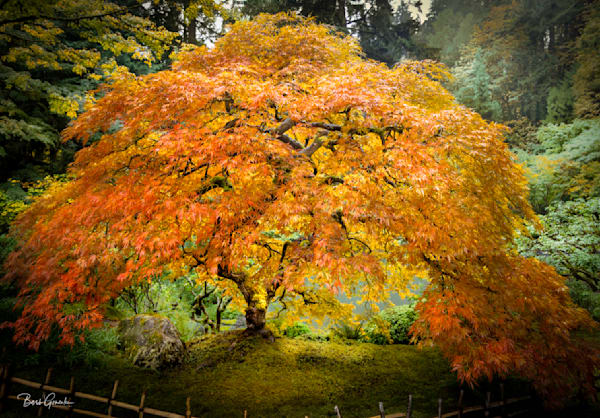 Japanese Tree Pano V25 Photography Art | Barb Gonzalez Photography