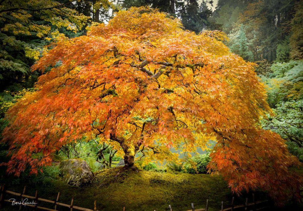 Japanese Tree Pano V25 Photography Art | Barb Gonzalez Photography
