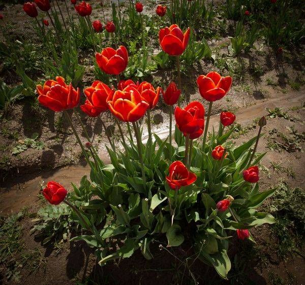 Red Tulips After Rain Photography Art | Barb Gonzalez Photography
