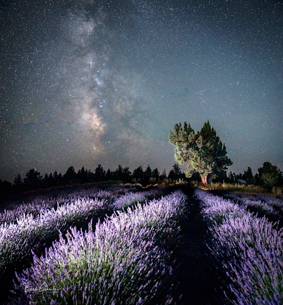 Lavender Field Tree Milky Way Photography Art | Barb Gonzalez Photography