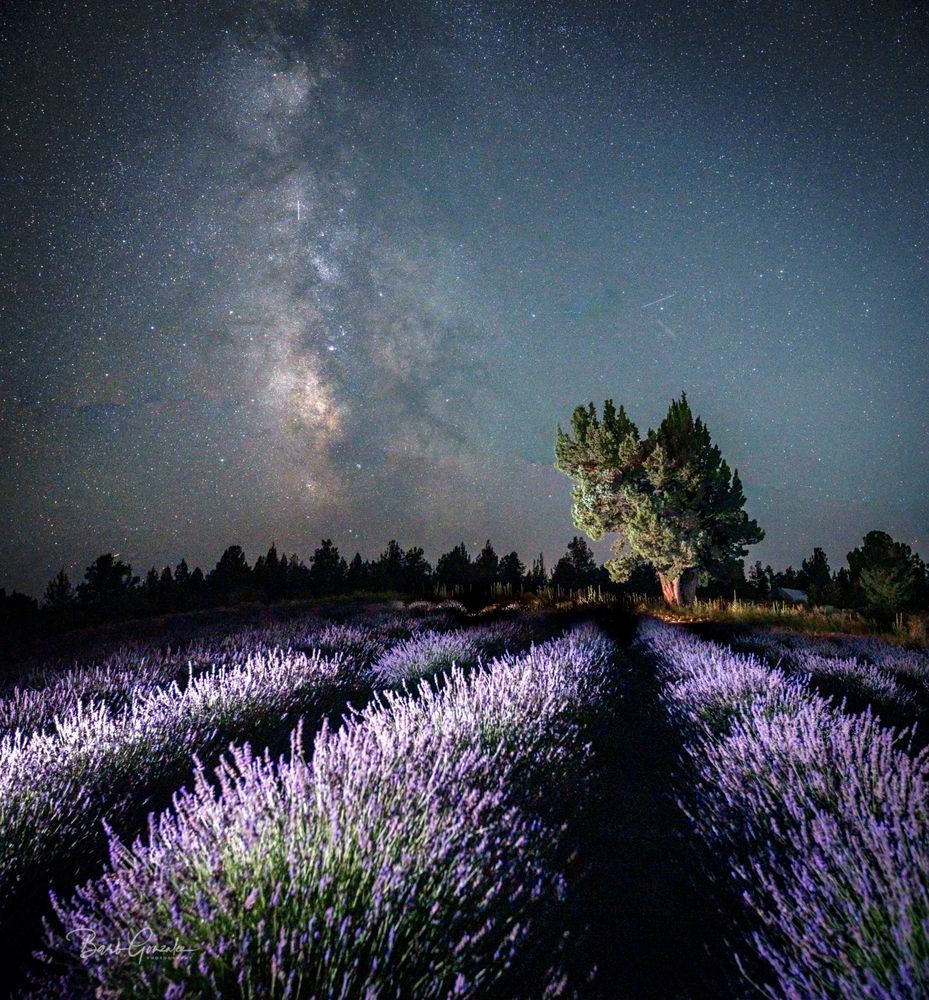Lavender Field Tree Milky Way Photography Art | Barb Gonzalez Photography
