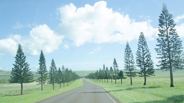 Lanai tree-lined road art photo for sale