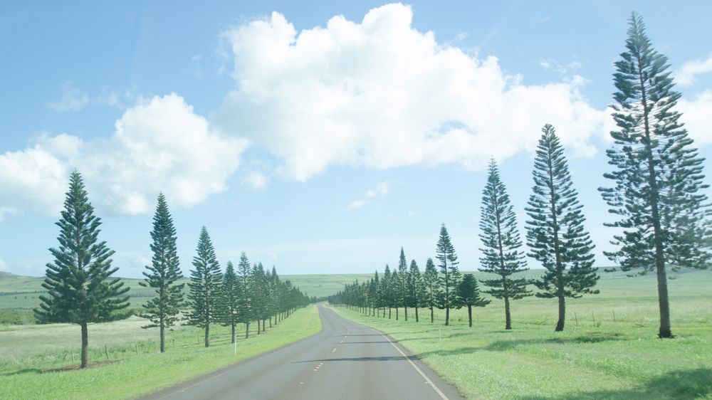 Lanai tree-lined road art photo for sale
