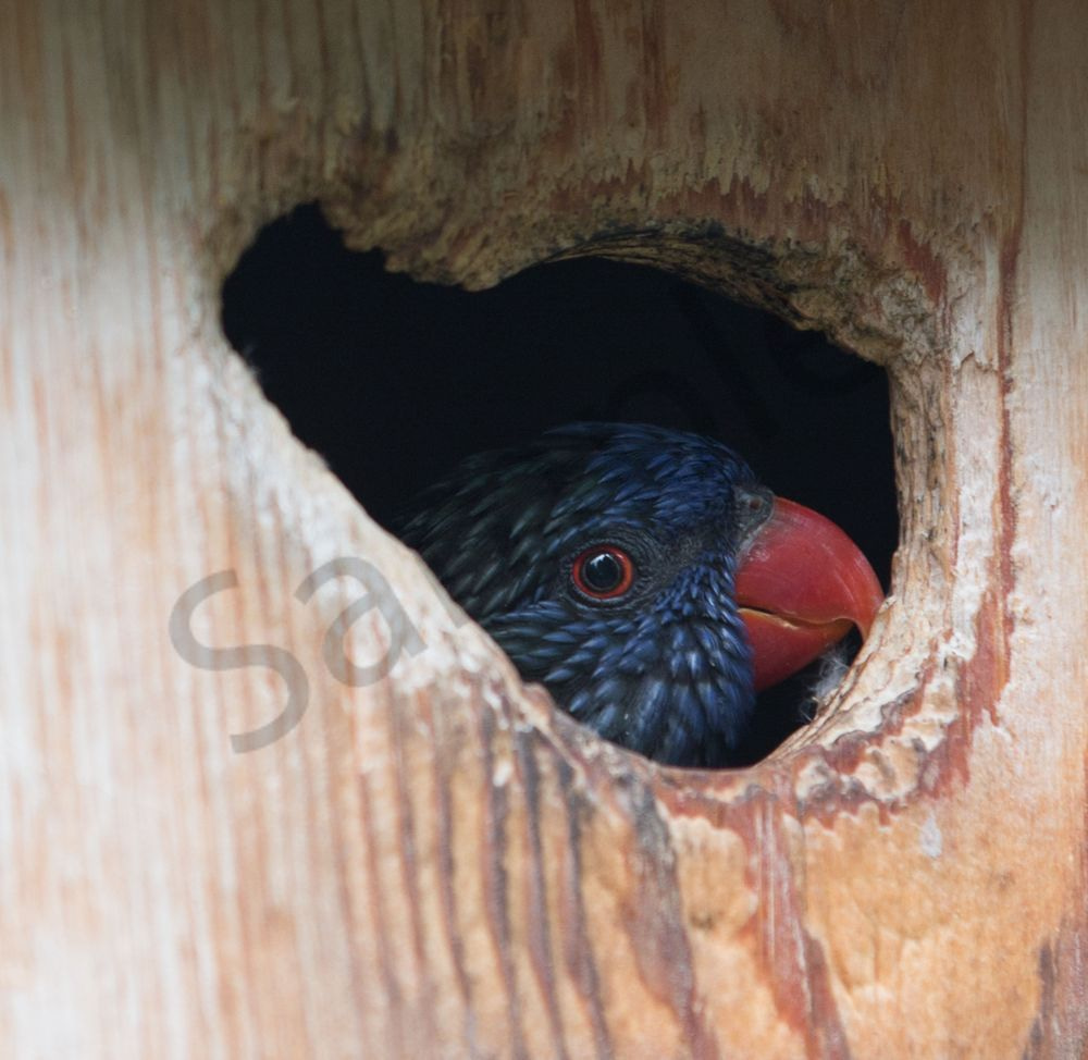 Lorakeet Heart Photography Art | Barb Gonzalez Photography
