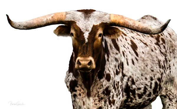 Longhorns Photography Art | Barb Gonzalez Photography