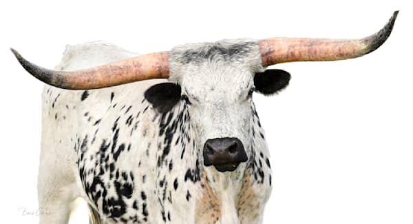 Longhorns 2 Photography Art | Barb Gonzalez Photography