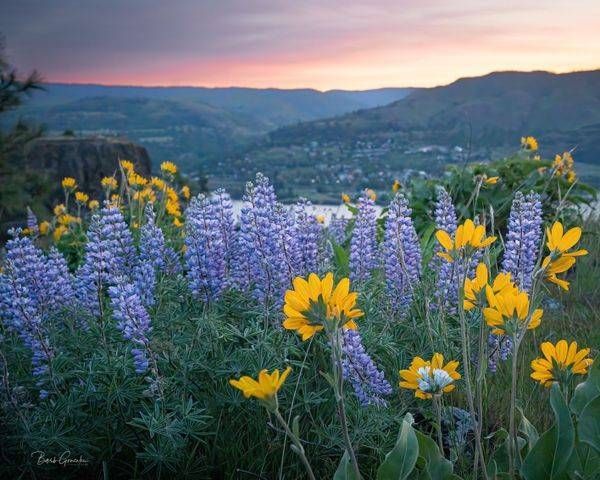 Rowena Flowers Sunrise Photography Art | Barb Gonzalez Photography