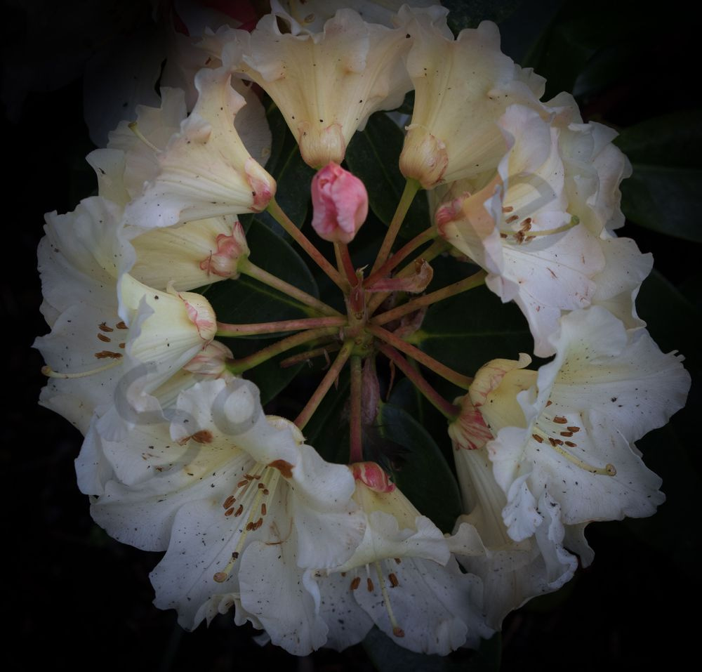 Rhododendron Circle Photography Art | Barb Gonzalez Photography