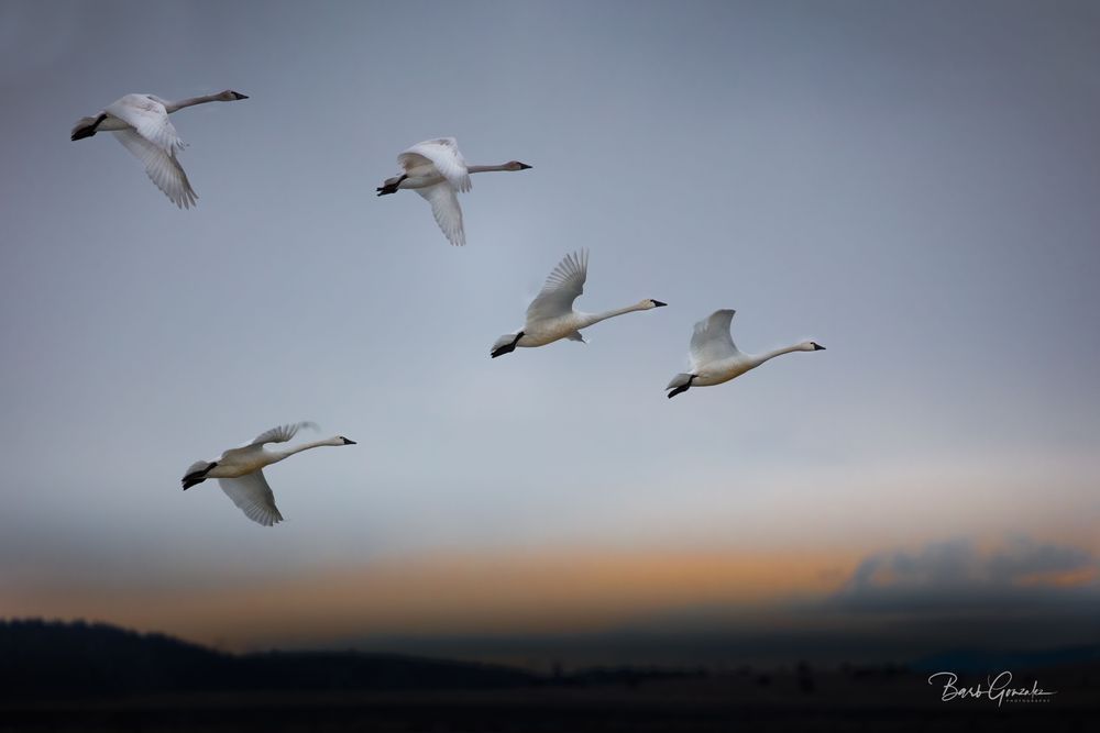 Swans At Dawn  Photography Art | Barb Gonzalez Photography