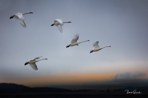 Swans At Dawn  Photography Art | Barb Gonzalez Photography