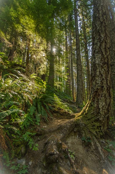 Sunlit Tree Path Photography Art | Barb Gonzalez Photography