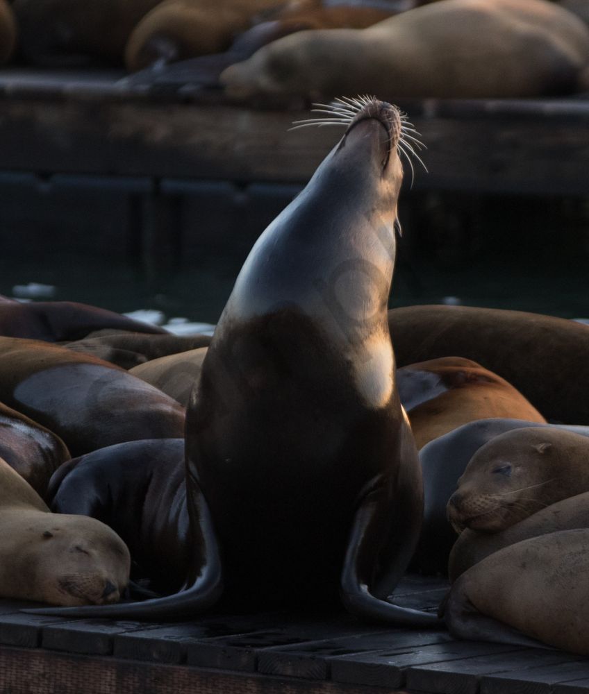 Sea Lions on Pier 39 at Sunset Photo
