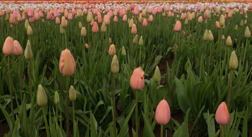 Peach Tulip Field Photography Art | Barb Gonzalez Photography