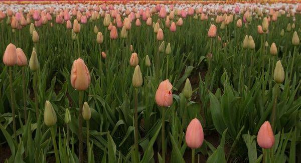 Peach Tulip Field Photography Art | Barb Gonzalez Photography