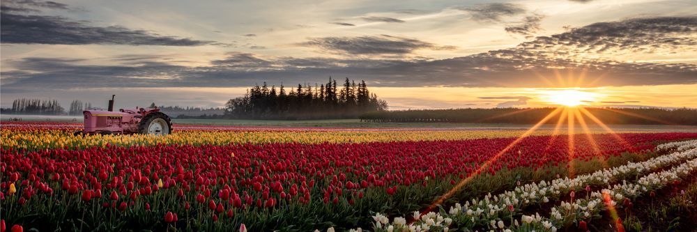 Wooden Shoe Tulips Sunburst Wide Photography Art | Barb Gonzalez Photography