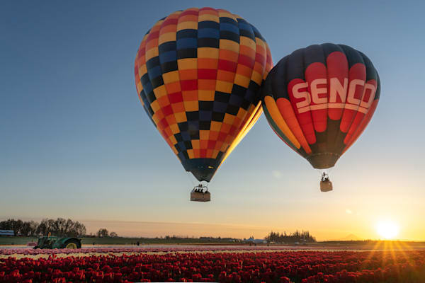 Balloons over Tulip fields at sunrise photo for sale by Barb Gonzalez Photography.