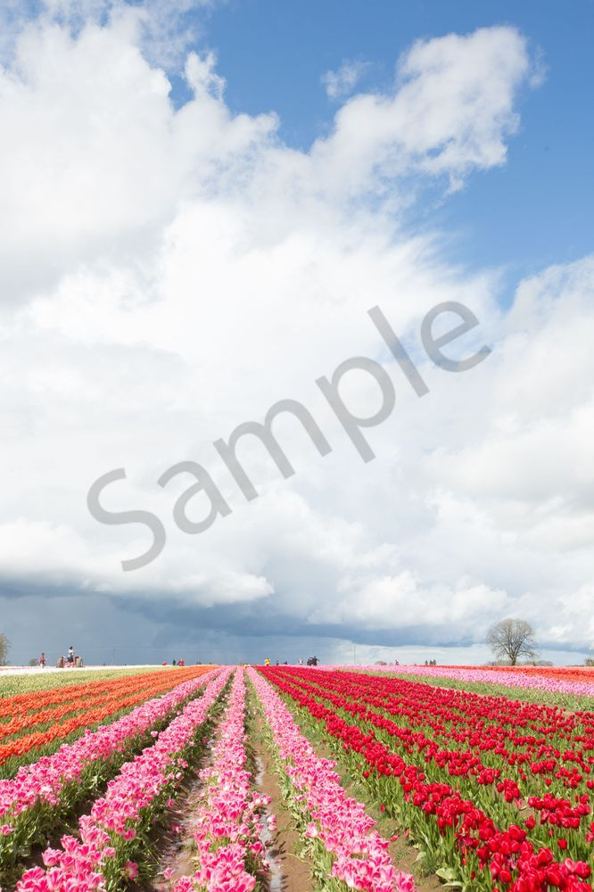 Tulip Fields Blue Sky Photography Art | Barb Gonzalez Photography