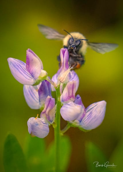 Beeonlupine Photography Art | Barb Gonzalez Photography