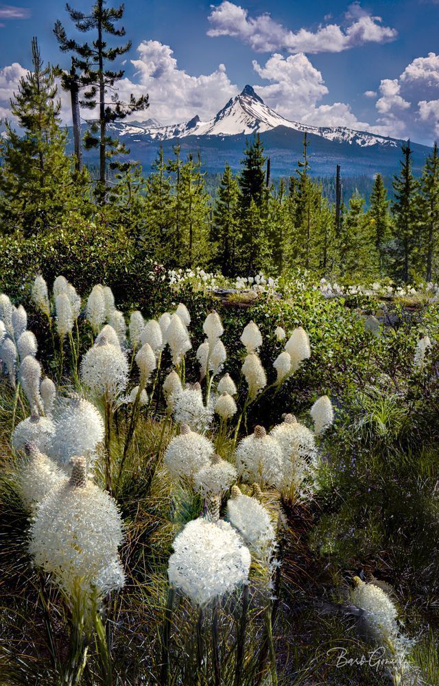 Beargrassmtwashcolor Photography Art | Barb Gonzalez Photography
