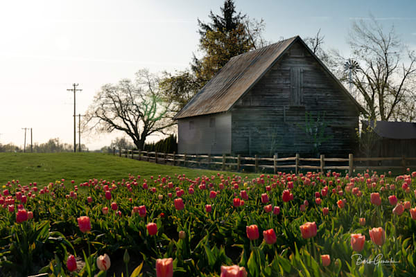Barn And Tulips Photography Art | Barb Gonzalez Photography