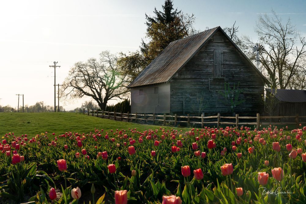 Barn And Tulips Photography Art | Barb Gonzalez Photography