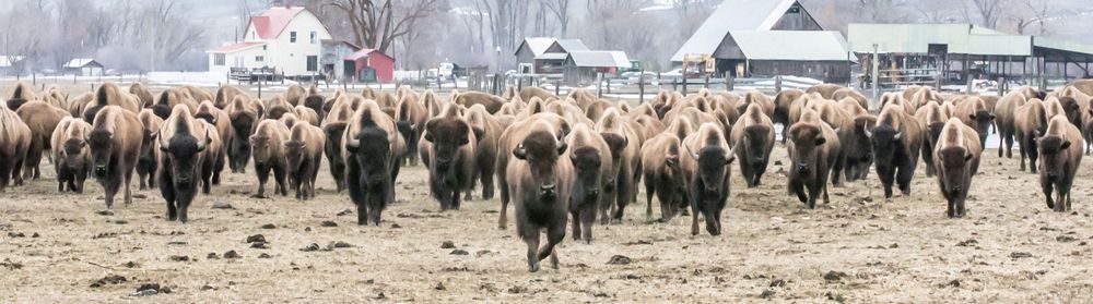 Bison Ranch Photography Art | Barb Gonzalez Photography