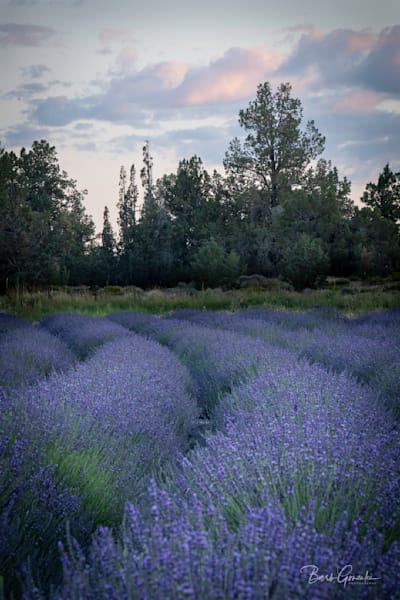Curvinglavendersunset Asf Epic Right Photography Art | Barb Gonzalez Photography