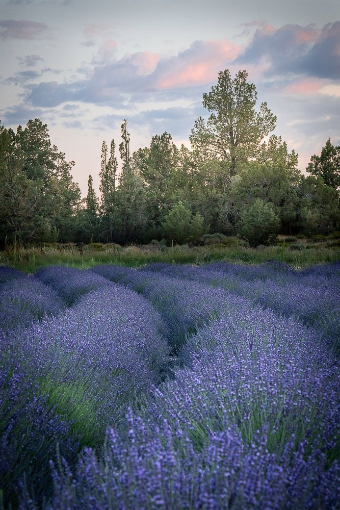 Curvinglavendercolor Photography Art | Barb Gonzalez Photography