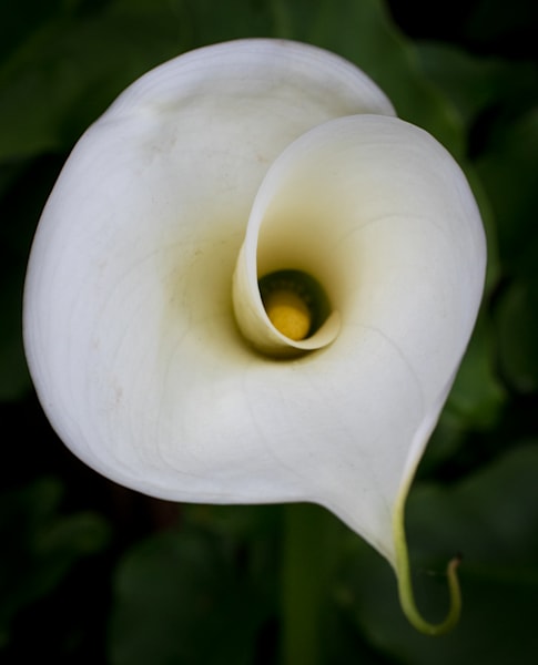 Curling Cala Lily Photography Art | Barb Gonzalez Photography