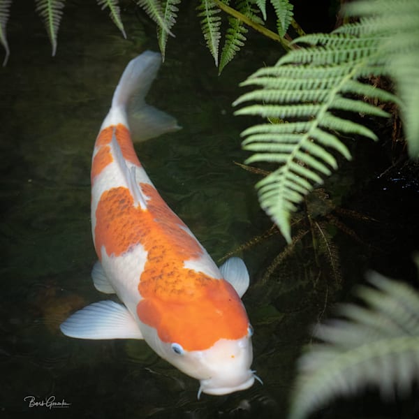Carp Japanese Gardens Photography Art | Barb Gonzalez Photography