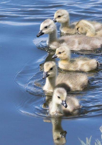 Canada Goslings Bunch Photography Art | Barb Gonzalez Photography