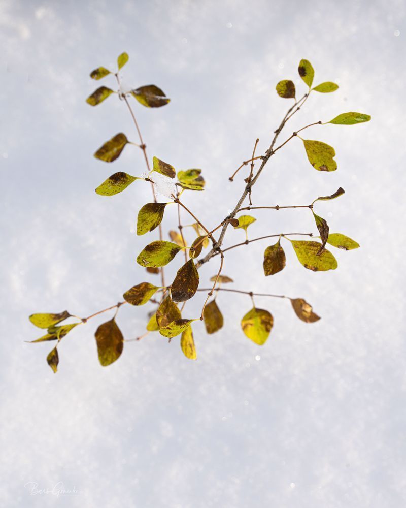 Coloredleafplantsnow Photography Art | Barb Gonzalez Photography
