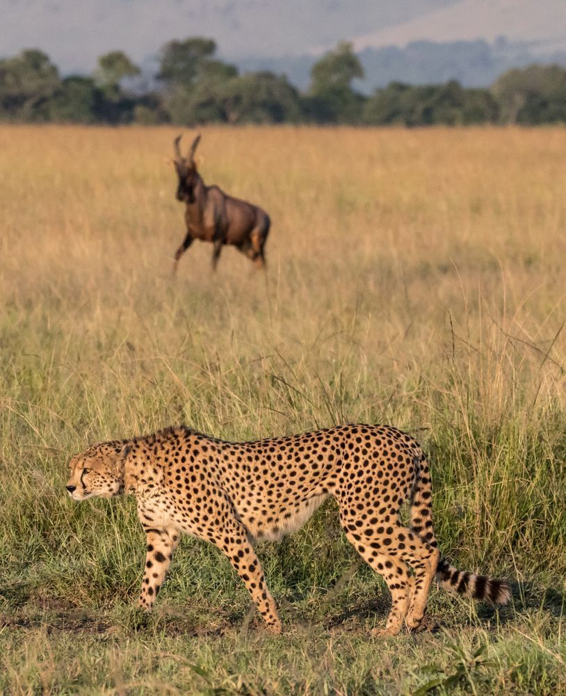 Cheetah And Topi Photography Art | Barb Gonzalez Photography