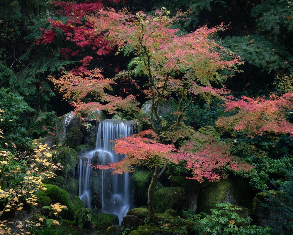Autumn Japanese Falls Photography Art | Barb Gonzalez Photography