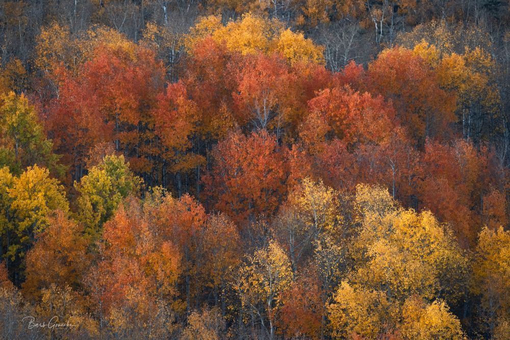 Allcoloraspensteens 2 Photography Art | Barb Gonzalez Photography