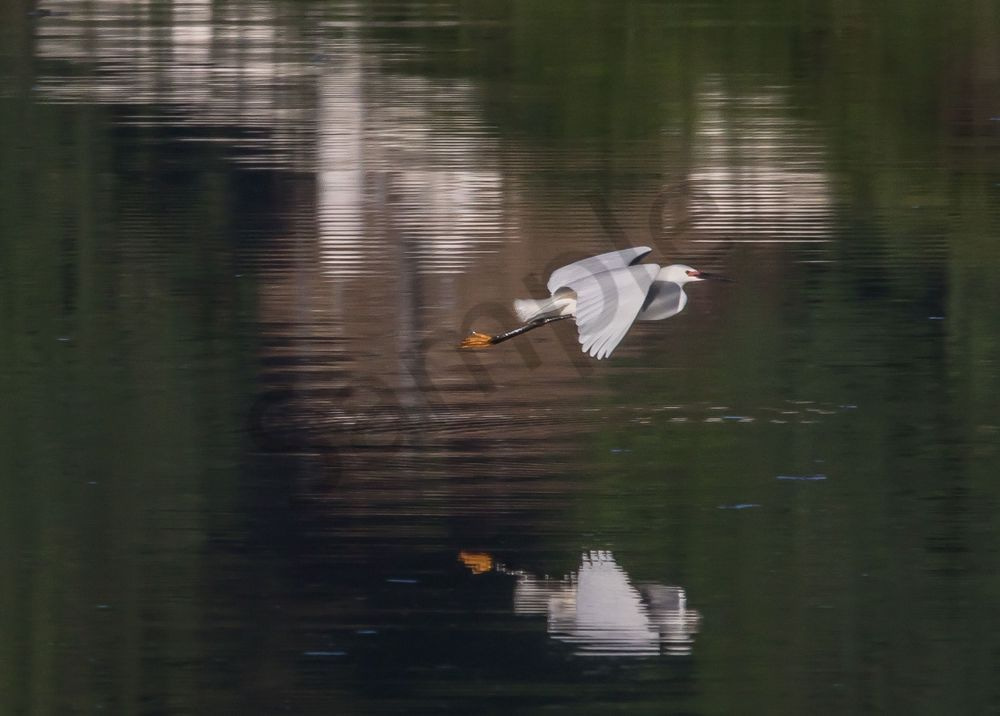 Flying Egret Reflection Photography Art | Barb Gonzalez Photography